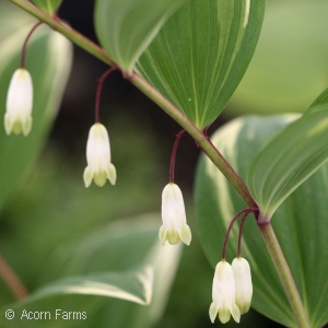 POLYGONATUM ODO VARIEGATUM