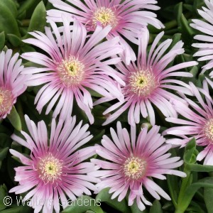 DELOSPERMA LAVENDER ICE