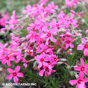 PHLOX SUB RED WING