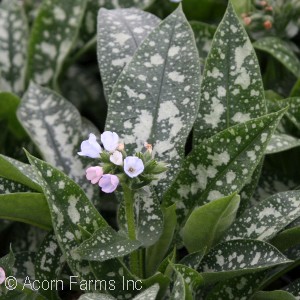 PULMONARIA TWINKLE TOES