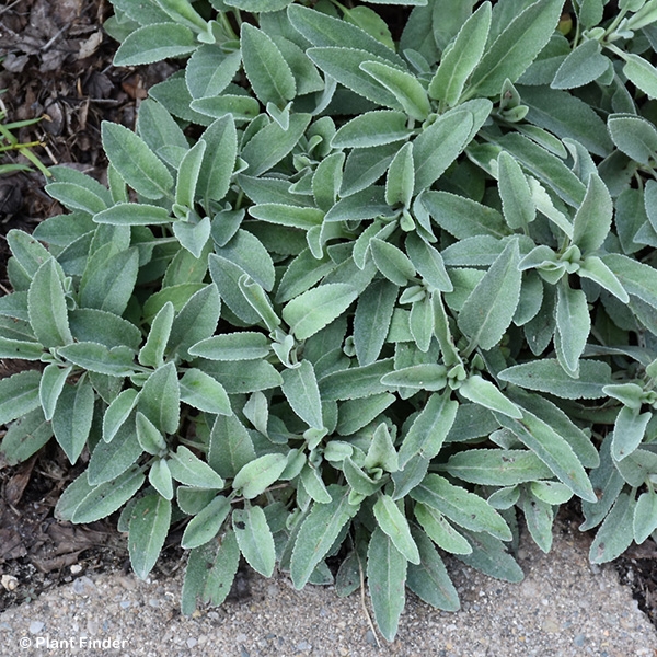 VERONICA PURE SILVER