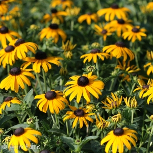 RUDBECKIA FUL GOLDSTURM