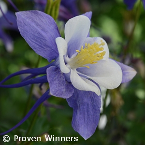 AQUILEGIA BLUE AND WHITE