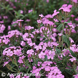 SAPONARIA OCYMOIDES