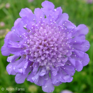 SCABIOSA COL BUTTERFLY BLUE