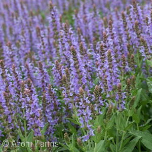 SALVIA NEM BLUE HILL