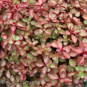 SEDUM SPU RED CARPET