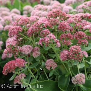 SEDUM SPE AUTUMN JOY