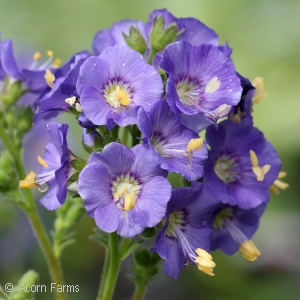 POLEMONIUM VIS BAMBINO BLUE