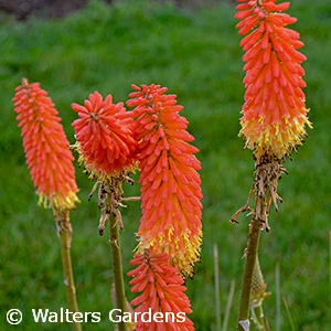 KNIPHOFIA JACKPOT