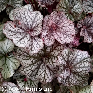 HEUCHERA N EXPOSURE SILVER