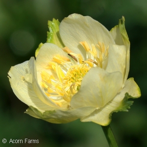 TROLLIUS CUL NEW MOON