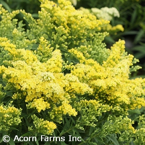 SOLIDAGO LITTLE LEMON