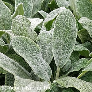 STACHYS BYZ SILVER CARPET