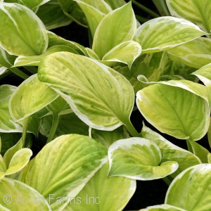 HOSTA SAINT ELMOS FIRE