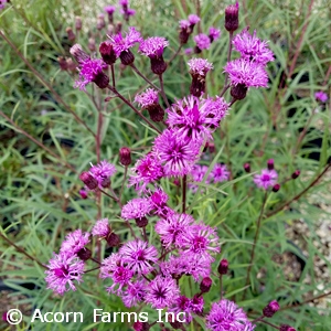 VERNONIA  ANG PLUM PEACHY