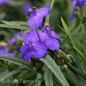 TRADESCANTIA ZWANENBURG