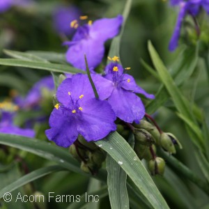 TRADESCANTIA ZWANENBURG