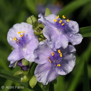 TRADESCANTIA LITTLE DOLL