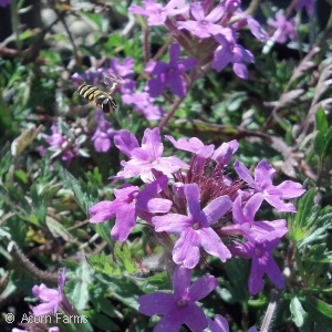 VERBENA SHAUNA ANN