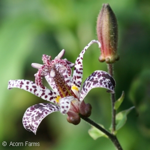 TRICYRTIS HIRTA