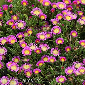 DELOSPERMA HOT PINK WONDER