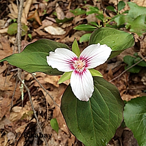 TRILLIUM ASSORTED