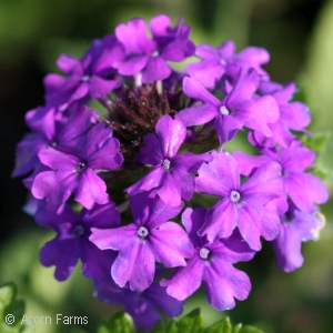 VERBENA CAN HOMESTEAD PURPLE