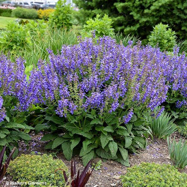 SALVIA BIG SKY
