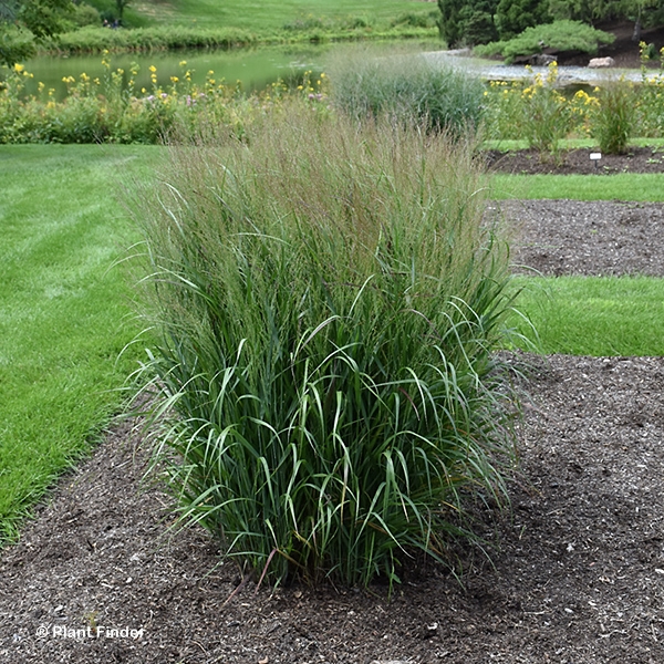 PANICUM VIR SMOKY ROSE