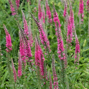 VERONICA SPI RED FOX