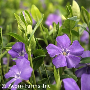 VINCA MINOR BOWLES