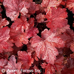 HEUCHERA FOREVER RED