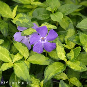 VINCA MINOR WHIRLAWAY