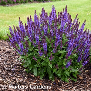 SALVIA NEM VIOLET PROFUSION