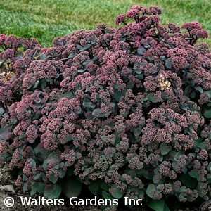 SEDUM