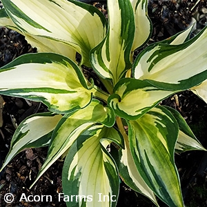 HOSTA
