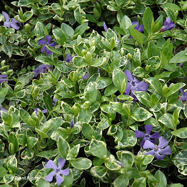 VINCA MINOR RALPH SHUGERT