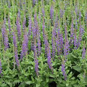 SALVIA EAST FRIESLAND