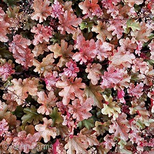 Heuchera Dolce' ™ Series