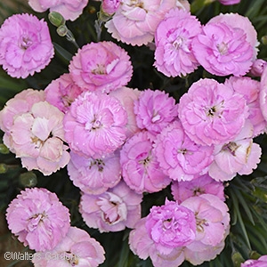 DIANTHUS SWEETIE PIE