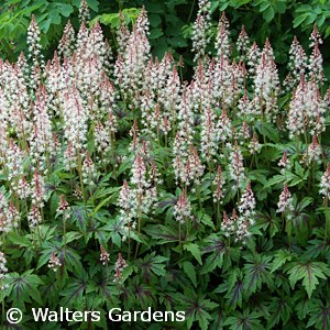 TIARELLA SUGAR AND SPICE