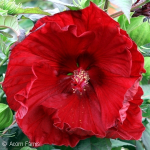 Hibiscus Summerific ™ Series