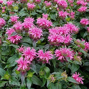 MONARDA CRANBERRY LACE