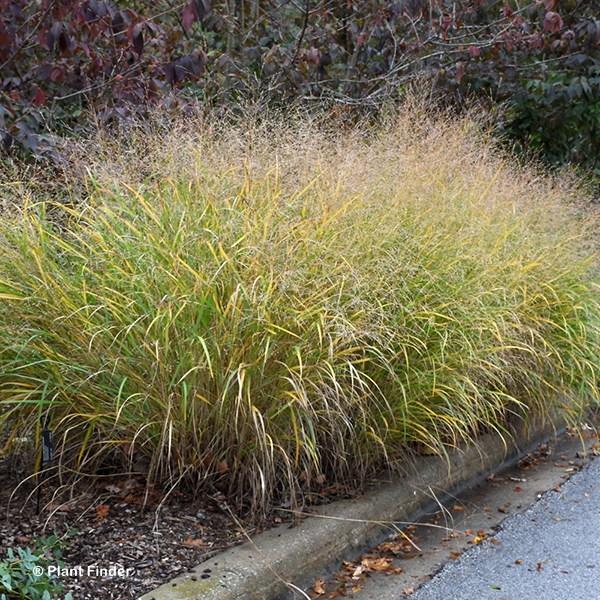 PANICUM VIR ROTSTRAHLBUSCH