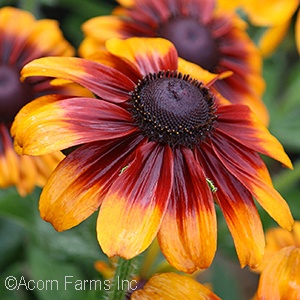 RUDBECKIA HIR SMILEYZ GLOWING