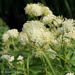 ASCLEPIAS INC ICE BALLET