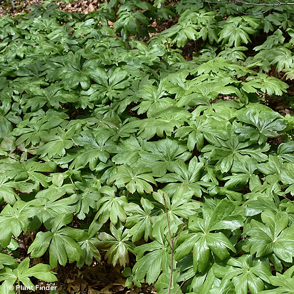 PODOPHYLLUM PELTATUM