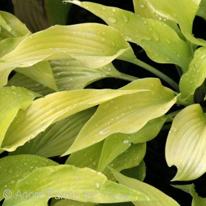 HOSTA PRAIRIE MOON