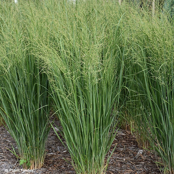 PANICUM VIR TOTEM POLE